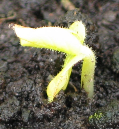 okra new 1